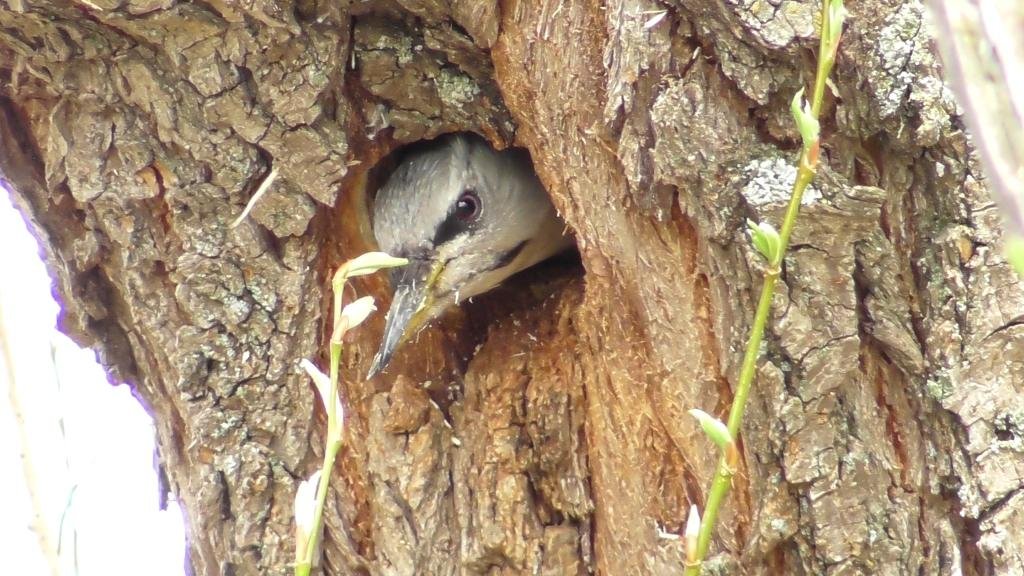Самка седого дятла делает дупло ( Picus canus ) смотреть онлайн