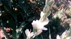 Начинается сезон цветения туберозы