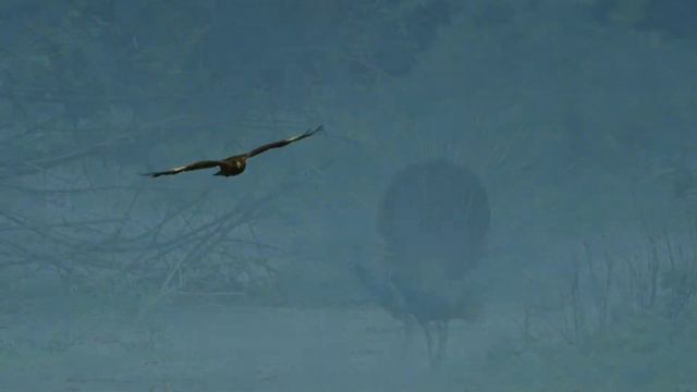 bird life top 10, жизнь птиц смотреть онлайн