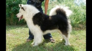 Лайка: Все виды лаек