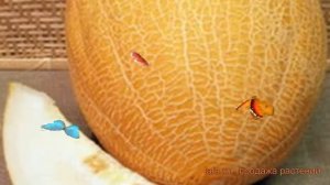 Дыня обыкновенный Дюна ? обыкновенный дыня Дюна обзор: как сажать, семена дыни Дюна