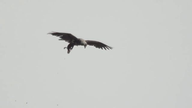 Могильник (Aquila heliaca) - Eastern imperial eagle | Film Studio Aves смотреть онлайн