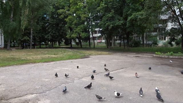 + --- 12 - 07 - 2022 - Л Ю Б О В Ь и Г О Л У Б И --- + смотреть онлайн
