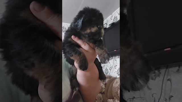 Тибетский мастиф девочка