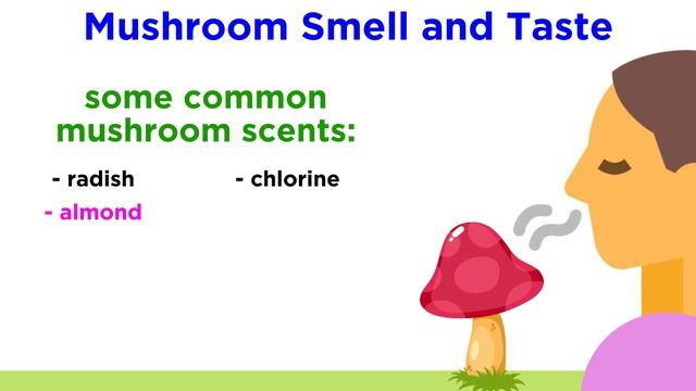 Mushroom Identification Terminology смотреть онлайн