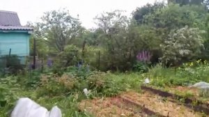 ? Люпин многолетний. Какая польза от люпина на участке?