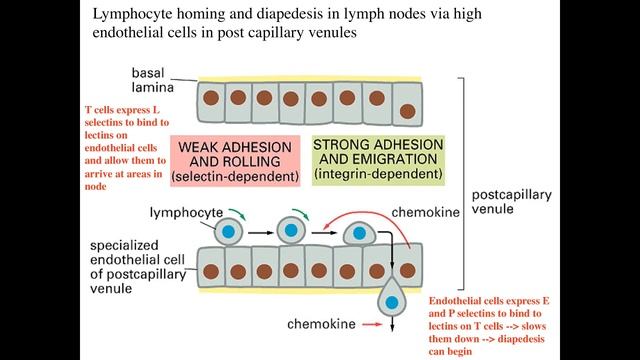 Lymph Nodes смотреть онлайн