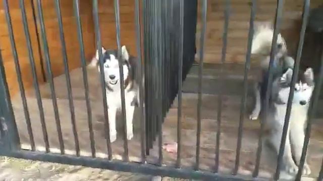 Хаски на даче смотреть онлайн