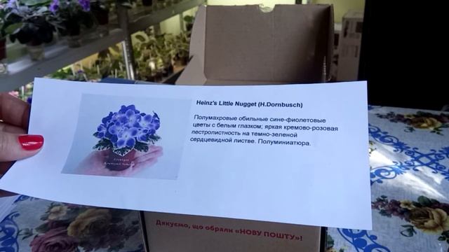 Обзор посылки с листиками! Супер сорта мини фиалок! Восторг от подарков:) смотреть онлайн