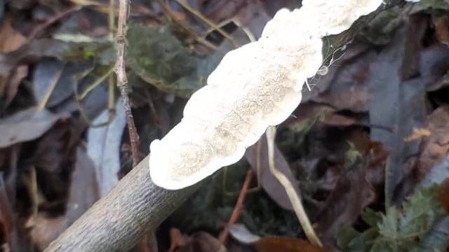 Włókniczek Skórkowaty (Byssomerulius Corium / Meruliopsis Corium) - 31.12.2020, Nowa Huta, Kraków.