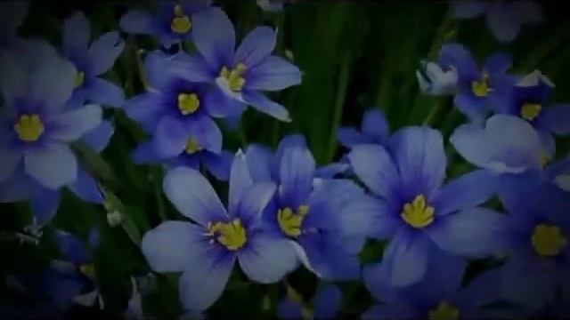 «Ночь светла» исполняет real19577 1386765260 f mixer смотреть онлайн