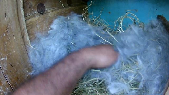 Ядовитая трава для нутрий смотреть онлайн