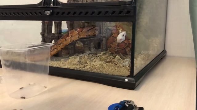 Кормление змеи смотреть онлайн