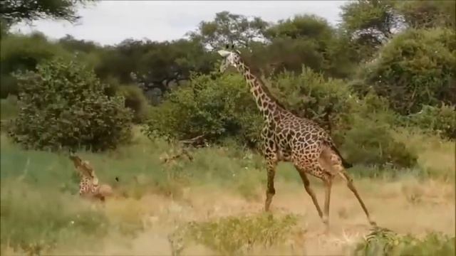 Jirafa (Giraffa camelopardalis) | Datos curiosos de animales смотреть онлайн