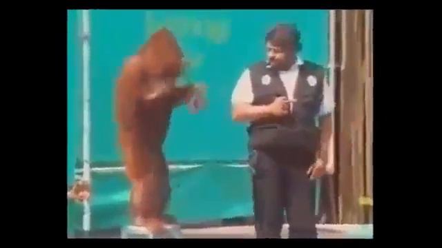 Невероятно смешные приколы с животными Обезьяны котята собаки смотреть онлайн
