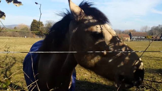 Лошадь в Хивере ест листья смотреть онлайн