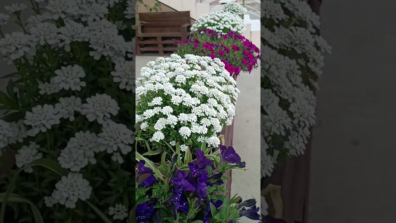 Цветущая весна смотреть онлайн