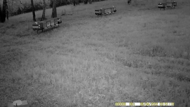 Фотоловушка на пасеке, следим за гостями. смотреть онлайн