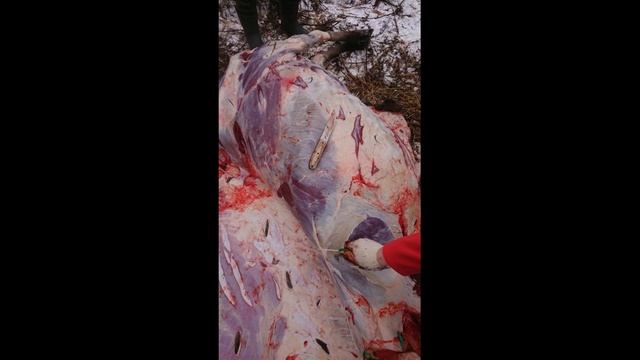 Ножи из сталей D6, CPR and Z-Wear в работе.С отзывами. смотреть онлайн