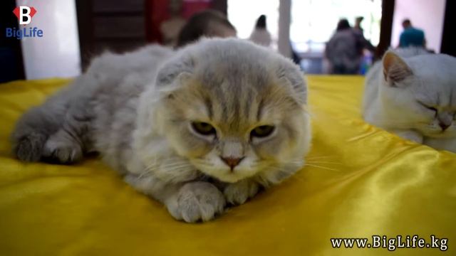 Выставка кошек 2017 Бишкек, ТЦ Beta Stores смотреть онлайн