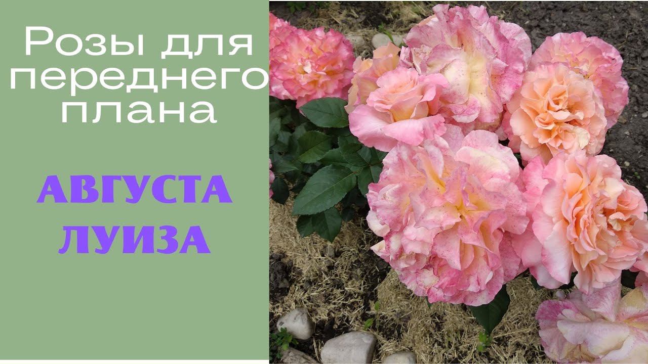 Розы для переднего плана Августа Луиза смотреть онлайн