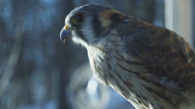 4K Ultra HD смотреть онлайн
