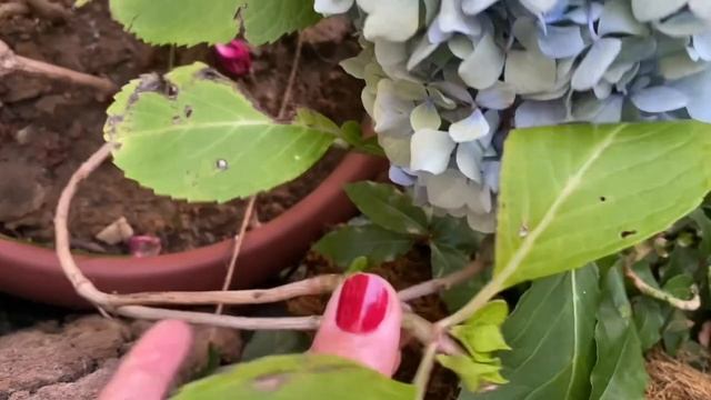 Эндлесс саммер Гортензии крупнолистные Оттенки, Посадка черенков,саженцы смотреть онлайн