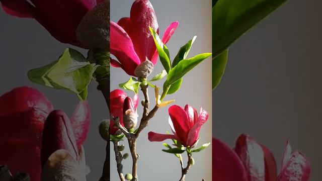 Магнолия Корейская весна из холодного фарфора смотреть онлайн