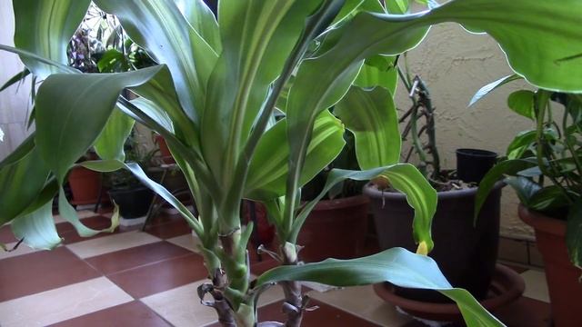 Драцена.  История спасения драцены душистой!!