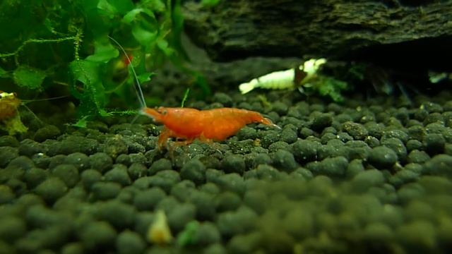 Pregnant Sakura Red.MOV смотреть онлайн