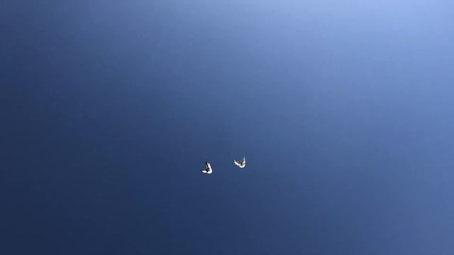 Николаевские голуби. Чайки. Молодые 2021 Крым смотреть онлайн