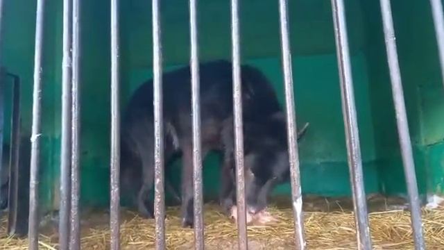 Волк прибывший из Вязники, Владимирской обл. смотреть онлайн