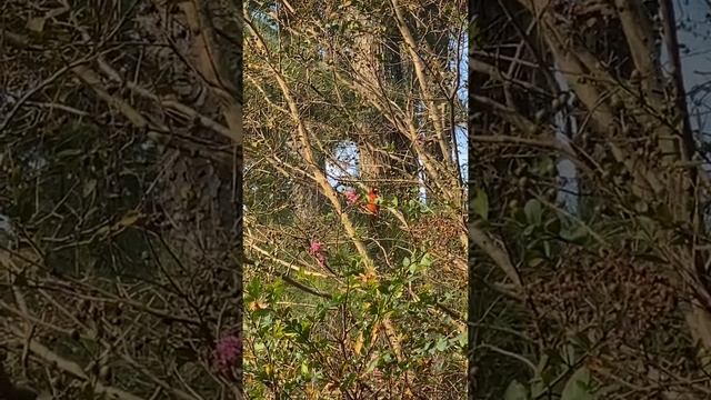 The red cardinal bird смотреть онлайн