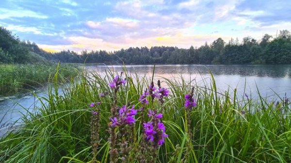 Звуки природы. Лес.