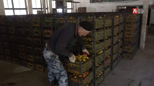 Сбор цитрусовых 24.11. 2020 смотреть онлайн