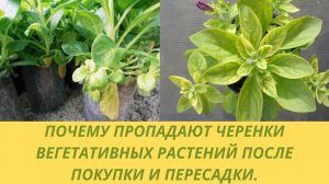 Почему пропадают черенки вегетативных растений которые мы заказали. Гниют и хлорозят после пересадки