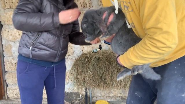 СПАСАЕМ ПОРВАННОЕ УХО КРОЛИКА смотреть онлайн