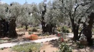 Когда Ты шел в Иерусалим сл  и муз  Олега Скобля