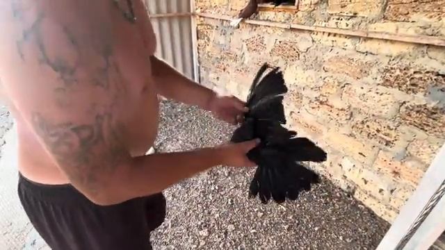 Николаевские голуби. В гостях у Сани.День рождение. Часть 2 смотреть онлайн