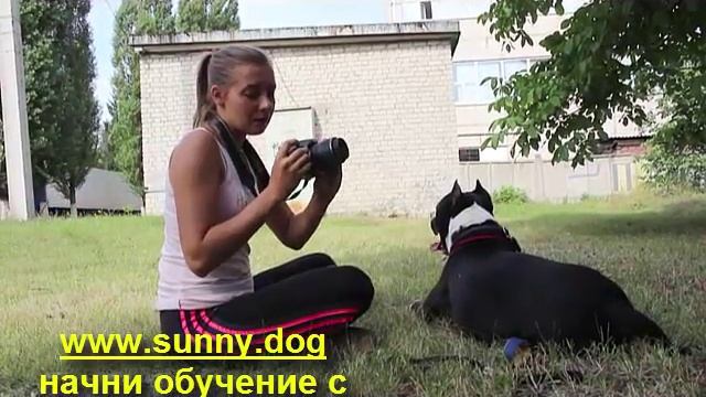 Как фотографировать собаку? Раскрываем секреты смотреть онлайн