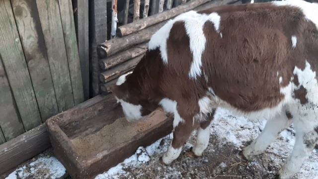 Вводим сухой корм поросятам. Сколько комбикорма даём животным. За что получил в глаз. смотреть онлайн