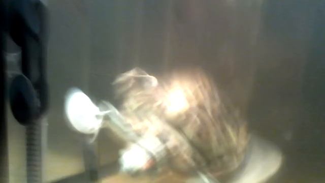 настоящая ЖАБА черепах Немо #1 смотреть онлайн