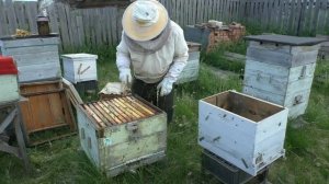 Через четыре недели  Отводок на старую матку. Кемеровская система пчеловодства