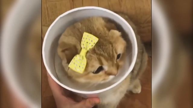 МИЛЫЕ КОТЯТА | ОЧЕНЬ МИЛЫЕ ЖИВОТНЫЕ смотреть онлайн