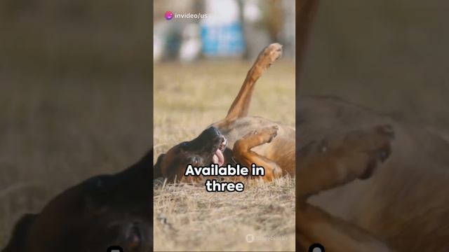 Dachshund The Sausage Dog #animalworld #wildanimals #wildlife #animals смотреть онлайн