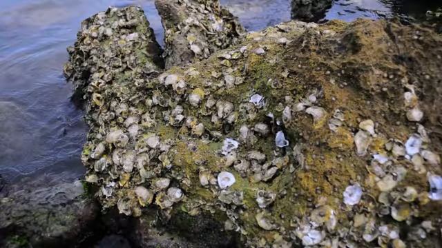 © Дикая природа Флориды // Fauna End Flora Florida