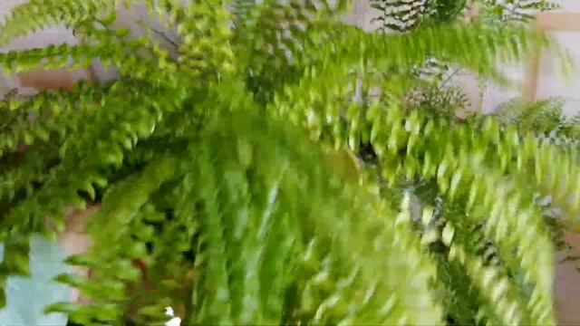 Мои любимые папоротники! смотреть онлайн