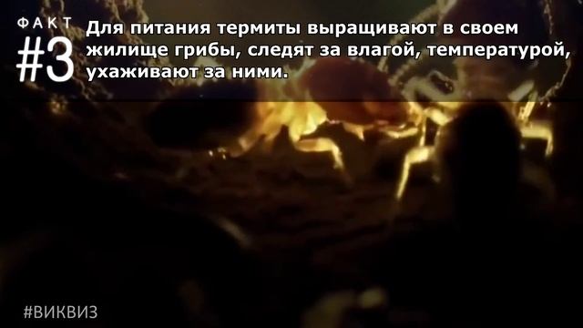 Что ты не знаешь о термитах? #ФактыПротивМифов | Вопрос 263 | Викторина "Виквиз" смотреть онлайн