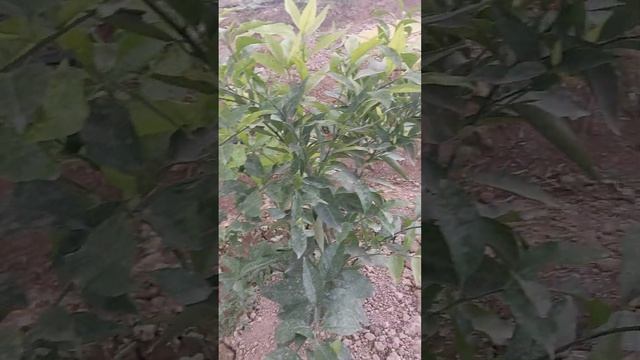 Как отличать Цитрусовых! Лимон от апельсина #парник #бизнес #огород #green #цитрус #апелсин #лимон смотреть онлайн