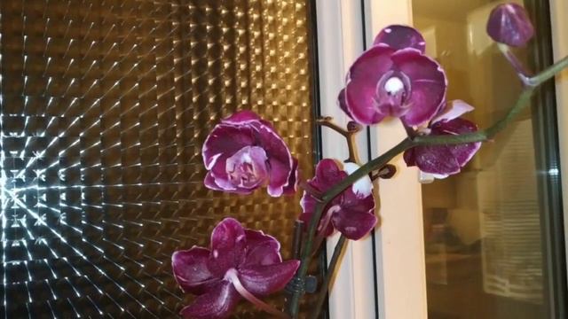 Обзор новинки Орхидея"Каменная роза' смотреть онлайн